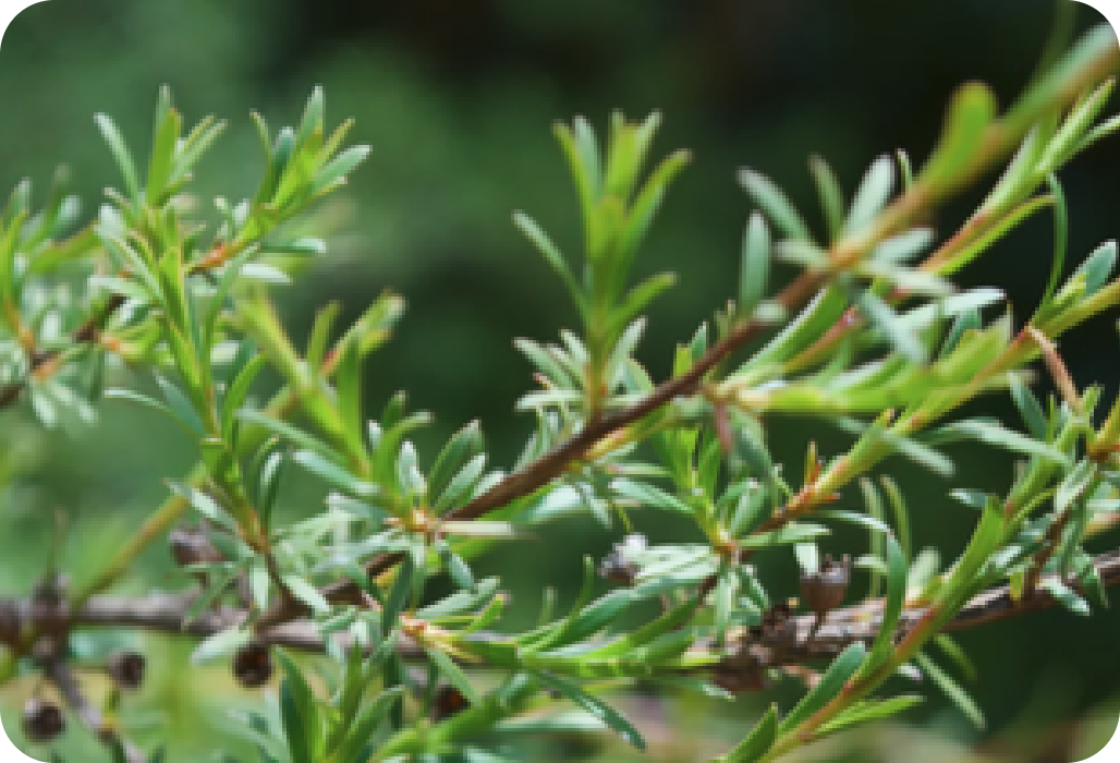 Discover the benefits of Manuka Oil