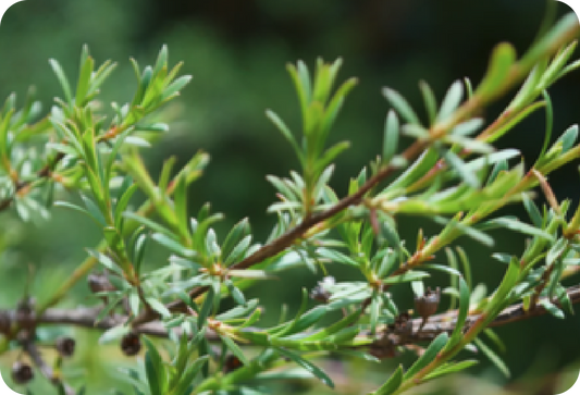 Discover the benefits of Manuka Oil